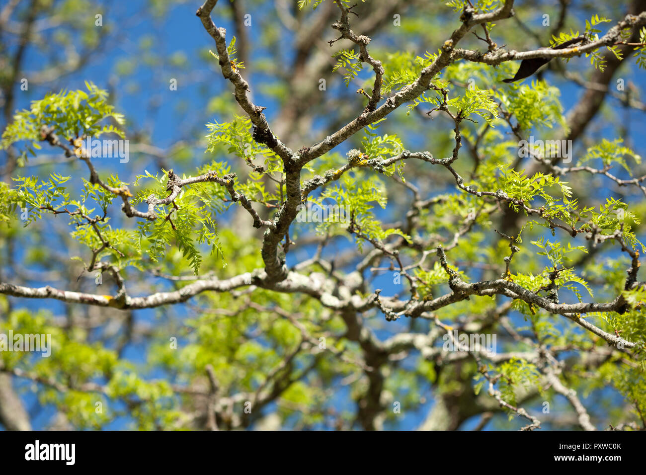 New fresh spring leaves in the sunshine growing on the tree Stock Photo ...
