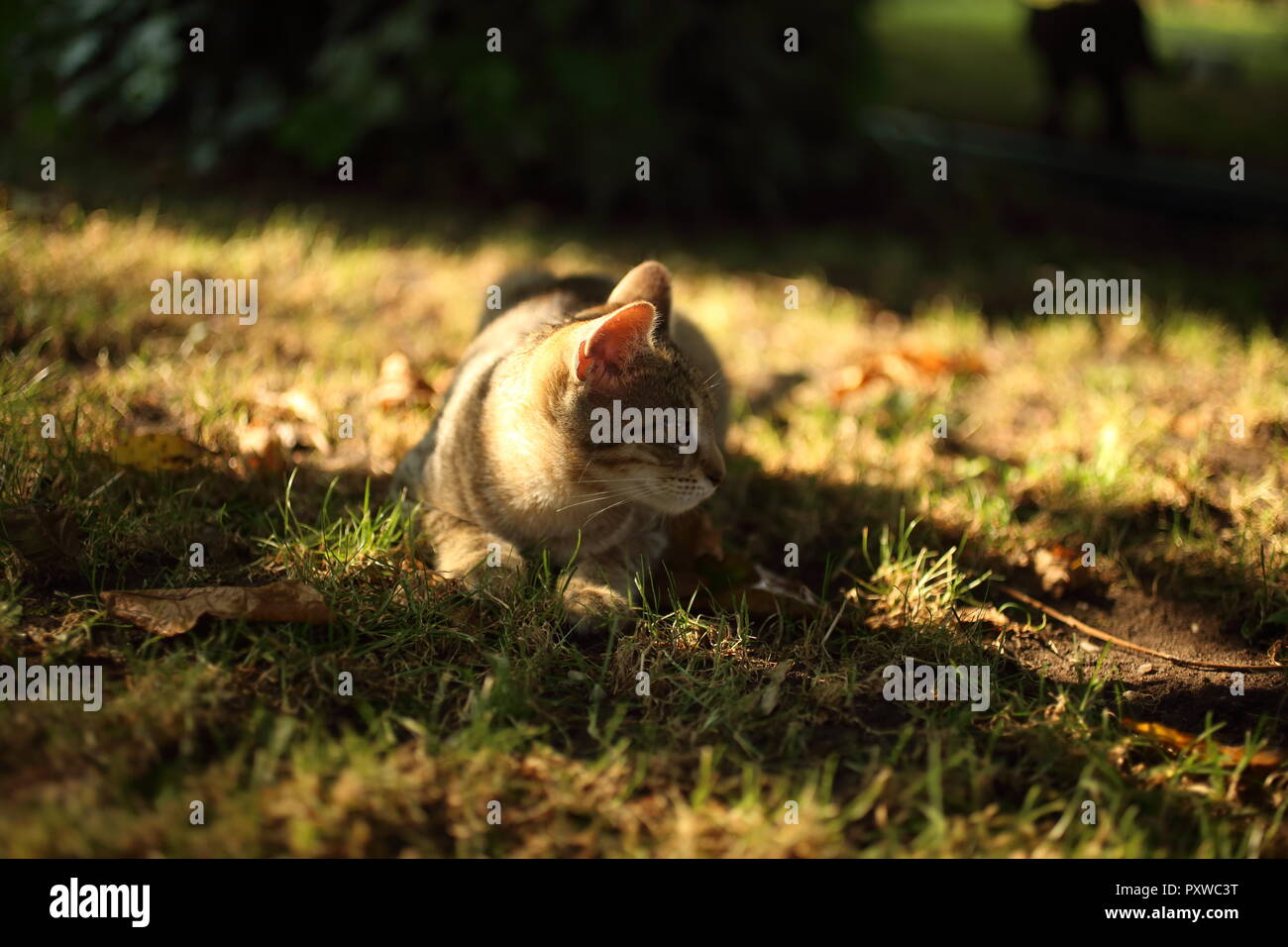 cute striped cat playing in the grass in the garden Stock Photo - Alamy