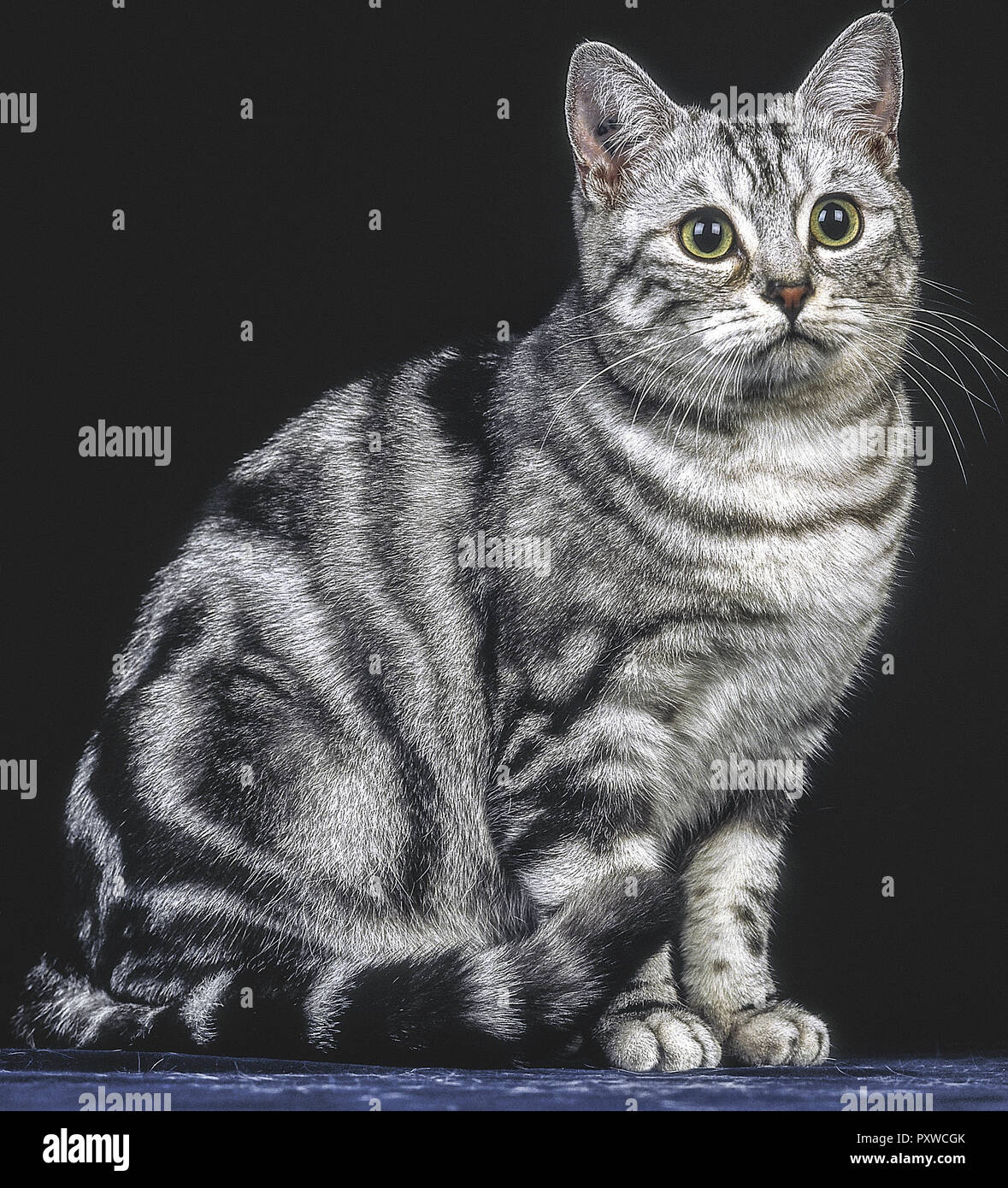 Getigerte Katze, European Silver Tabby Stock Photo - Alamy