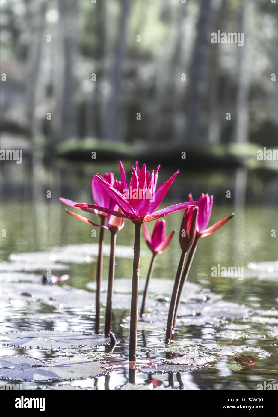 Seerosen, pink, in Teich Stock Photo