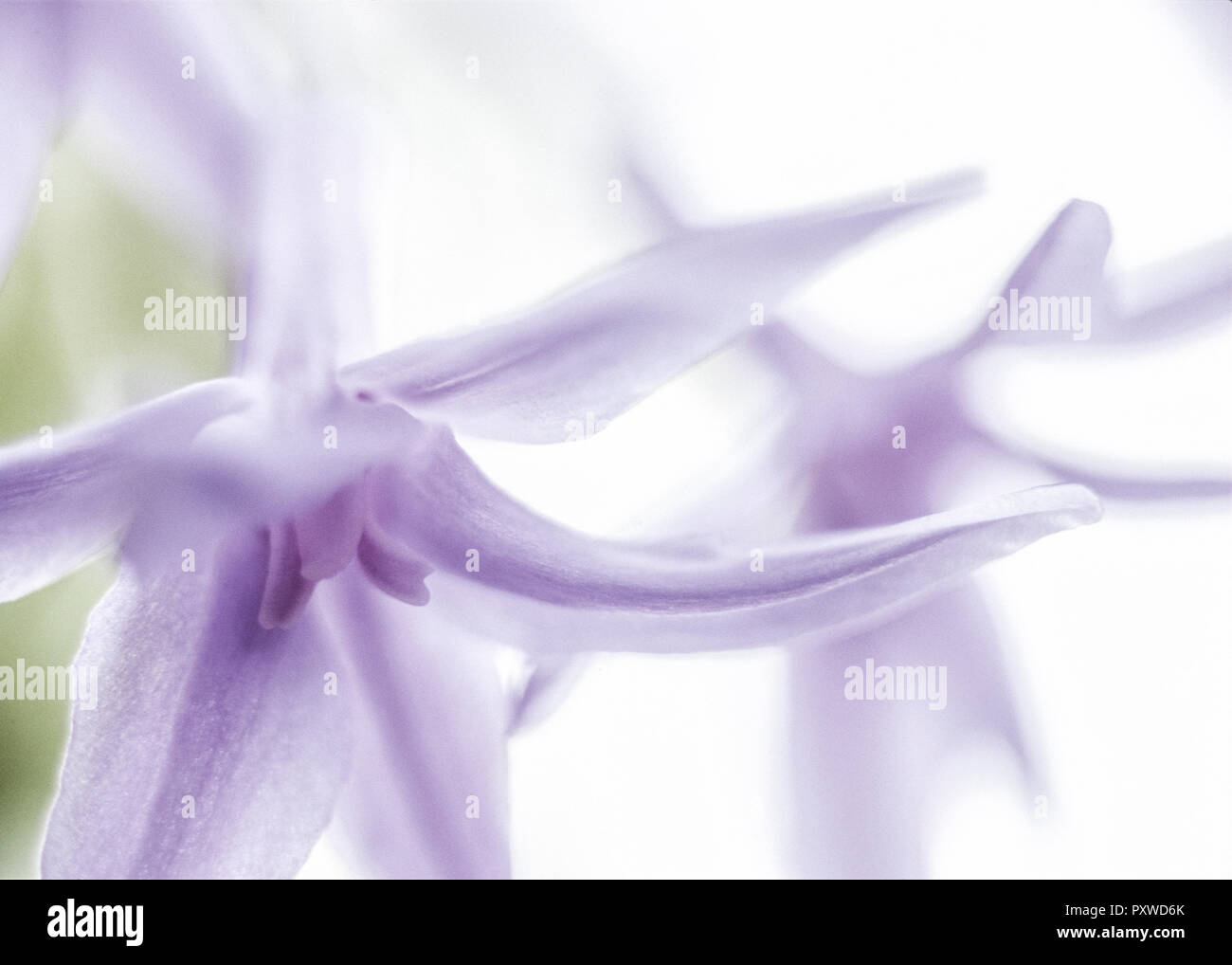 Lila Blueten, Detail Stock Photo