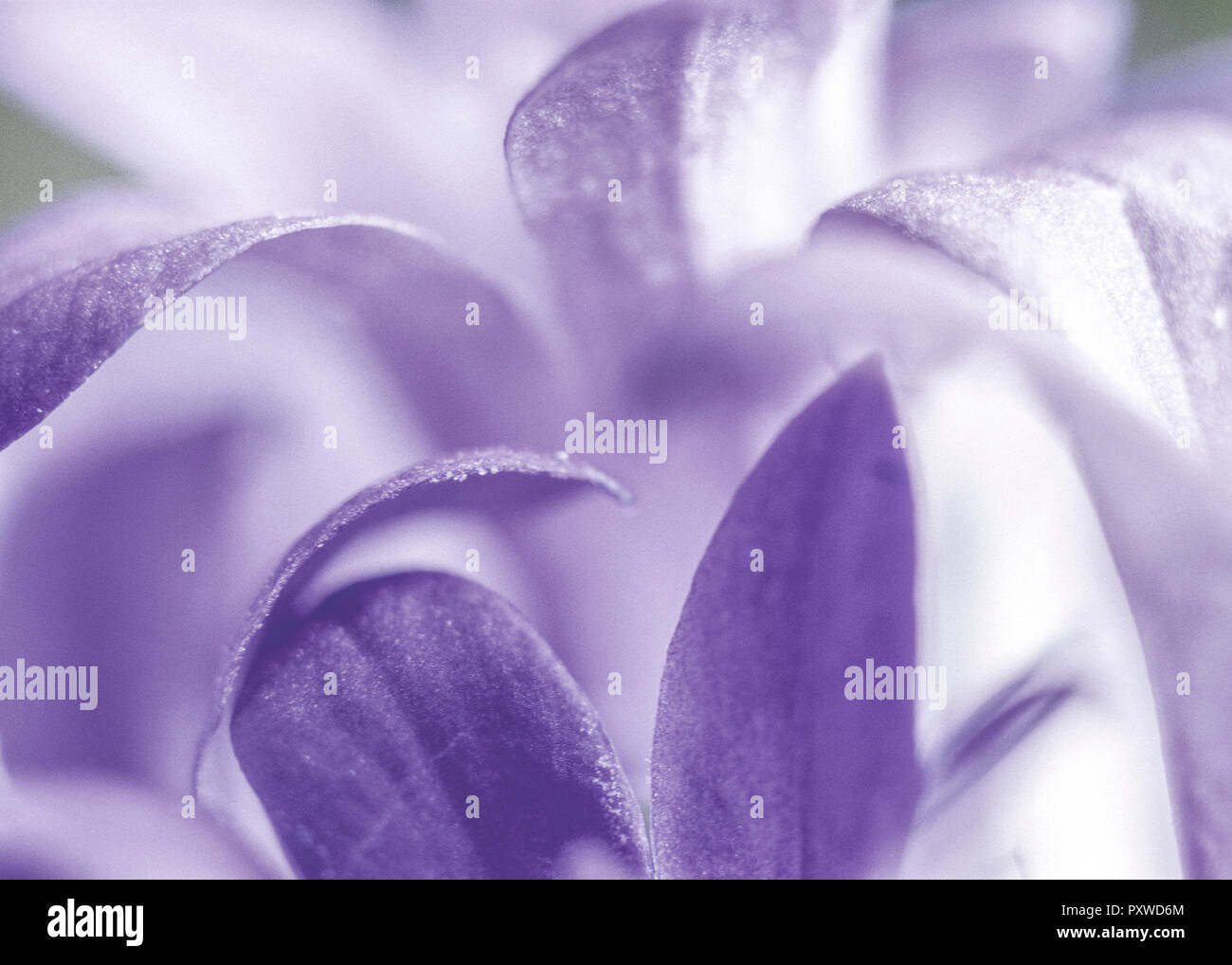 Lila Blueten, Detail Stock Photo