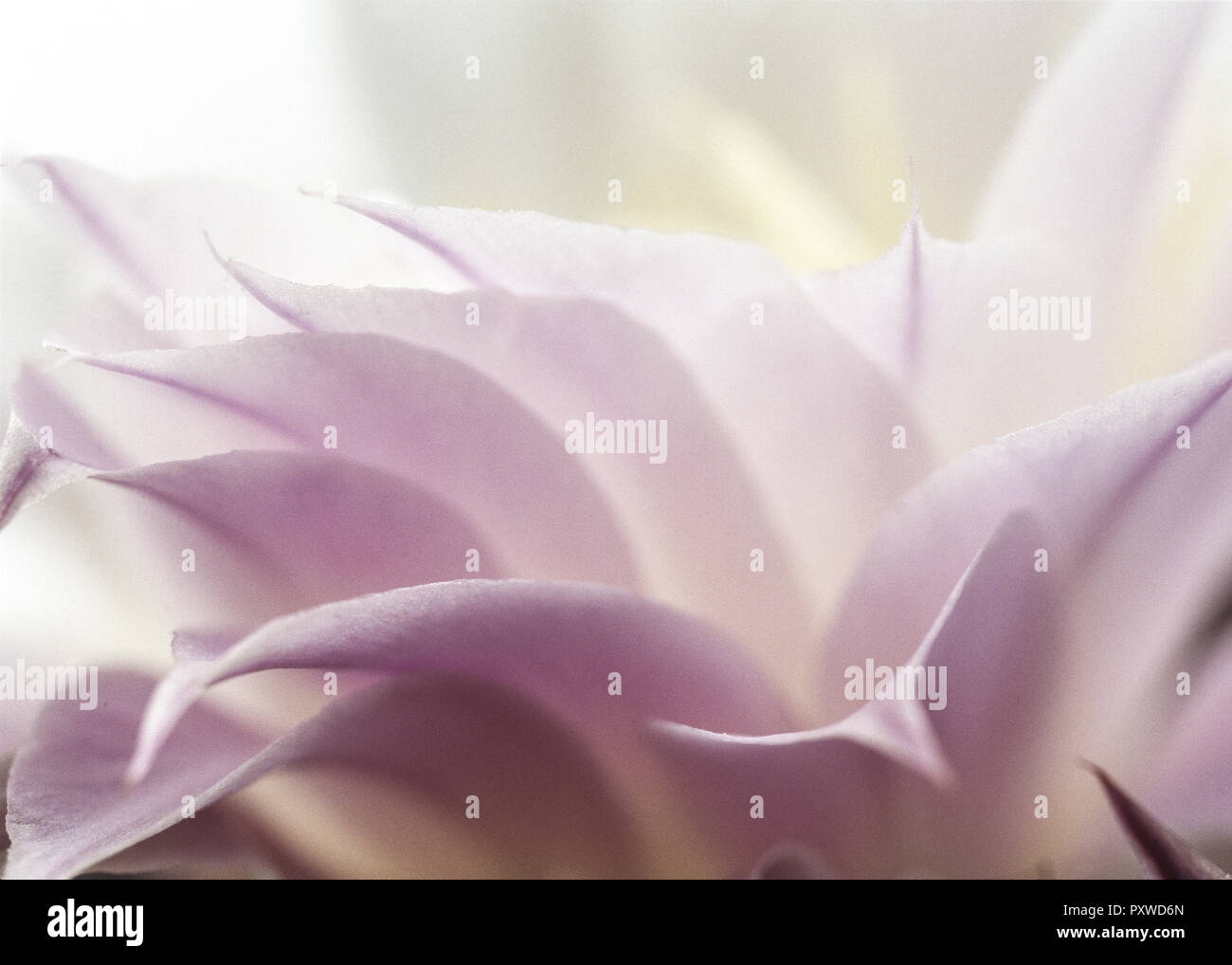 Rosa Blueten, Detail Stock Photo