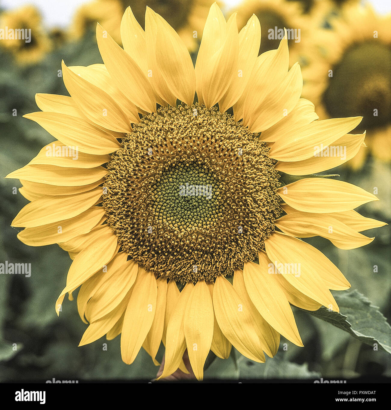 Sonnenblume, Bluete Stock Photo