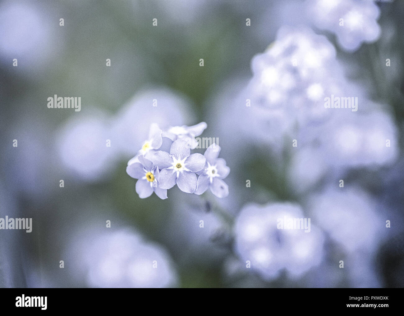 Blaue Blueten Stock Photo