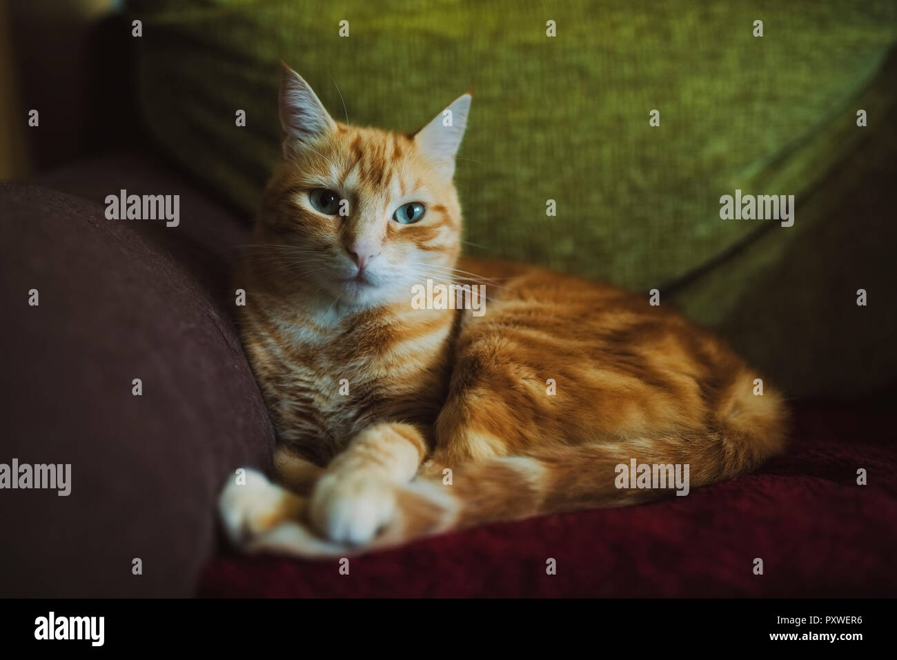 Ginger cat lying on couch Stock Photo