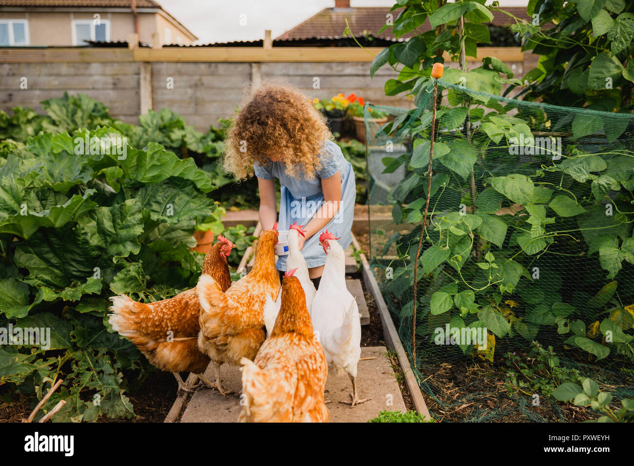 Little girl feeding chickens in allotment Stock Photo