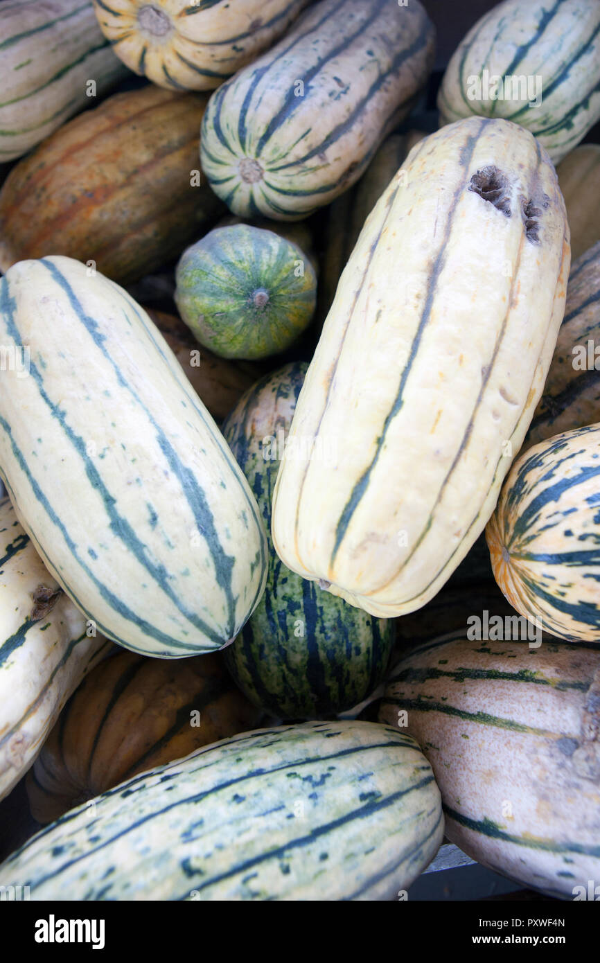 Delicata Pumpkin from a Pumpkin Farm in Poland, Stock Photo