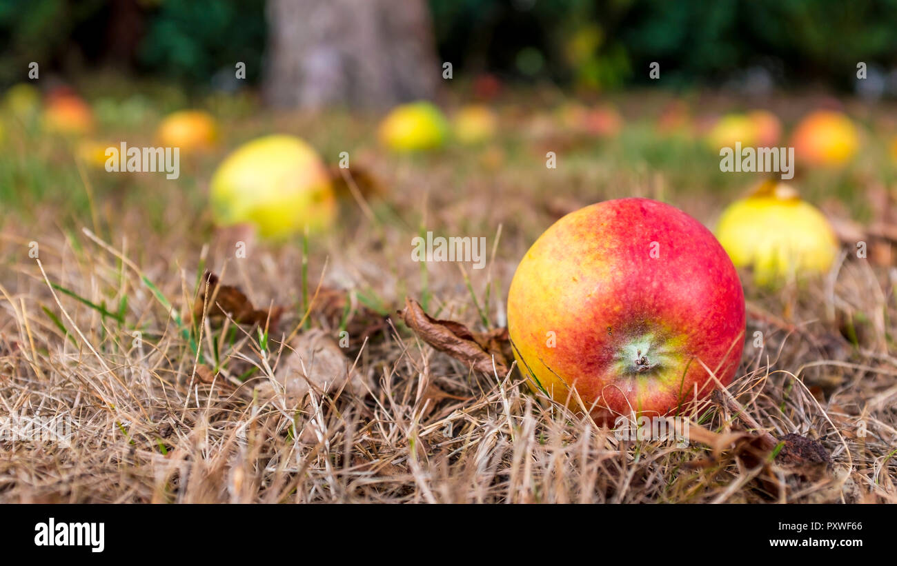 Windfall apples on ground Stock Photo