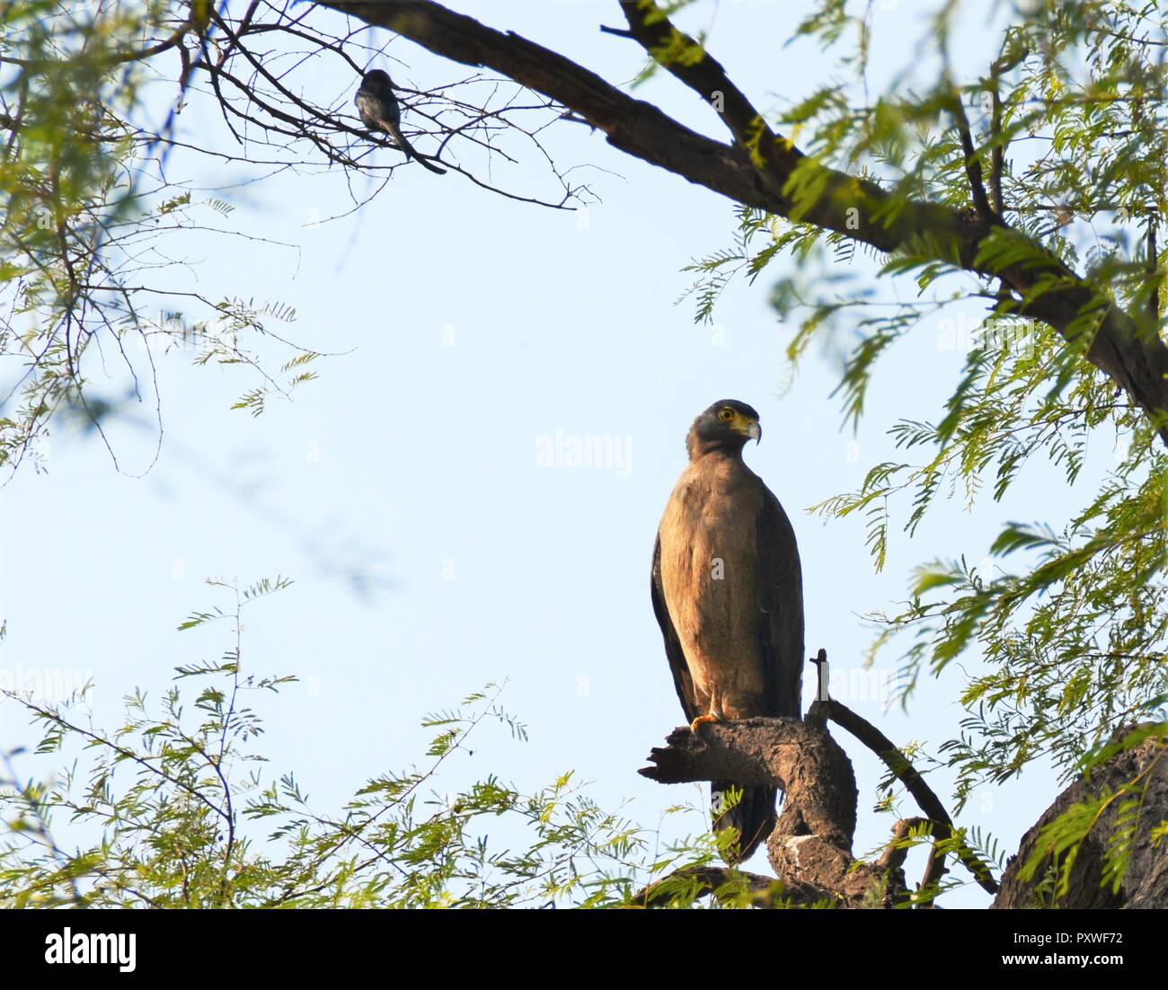 Eagle being watched over by a Police Bird also called as Black Drongo Stock Photo Alamy