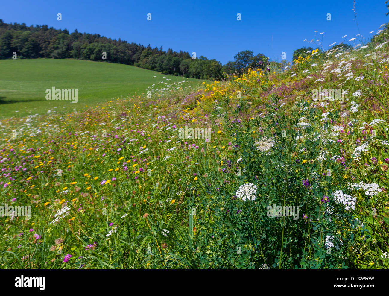 Color outdoor nature close up  of wild carrot / daucus carota and other wildflowers on natural blurred hilly landscape background,sunny summer day Stock Photo