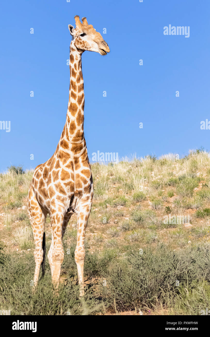 Africa, Botswana, Kgalagadi Transfrontier Park, Giraffe Stock Photo