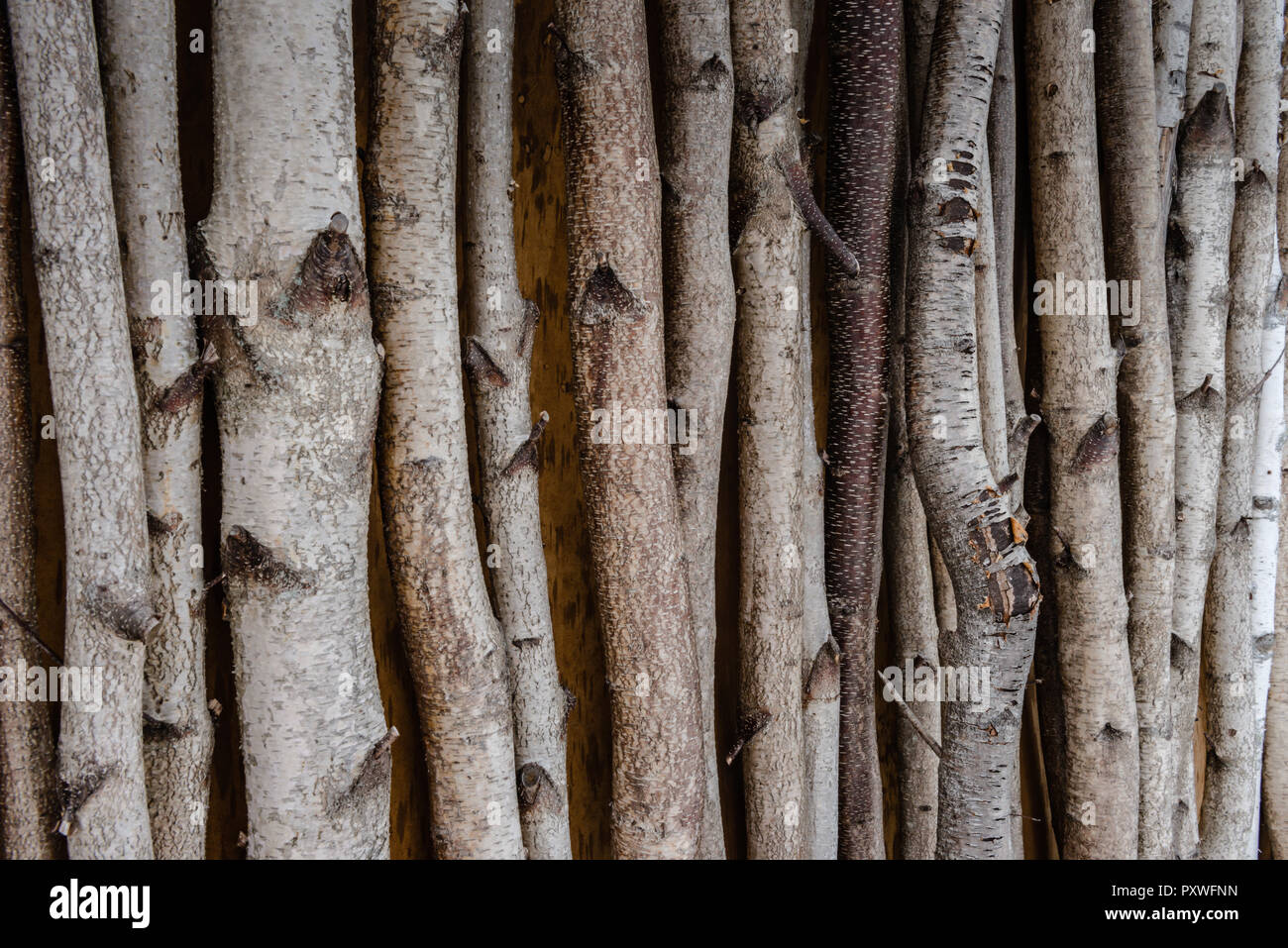 Horizontal view of birch tree trunks lining a wall. Stock Photo