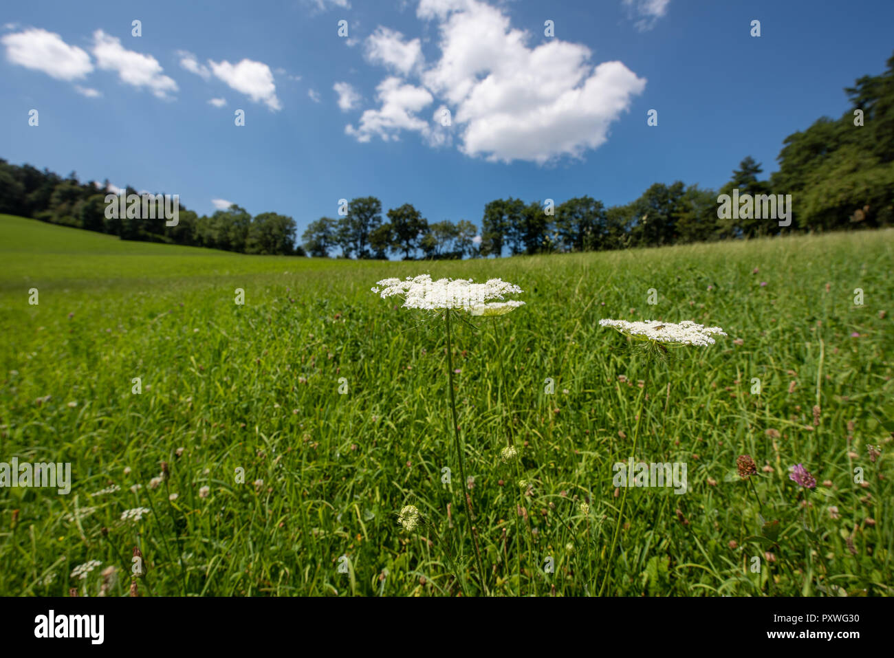 Color outdoor nature close up of two green white wild carrot / daucus carota flowers,natural blurred hilly landscape background on a sunny summer day Stock Photo