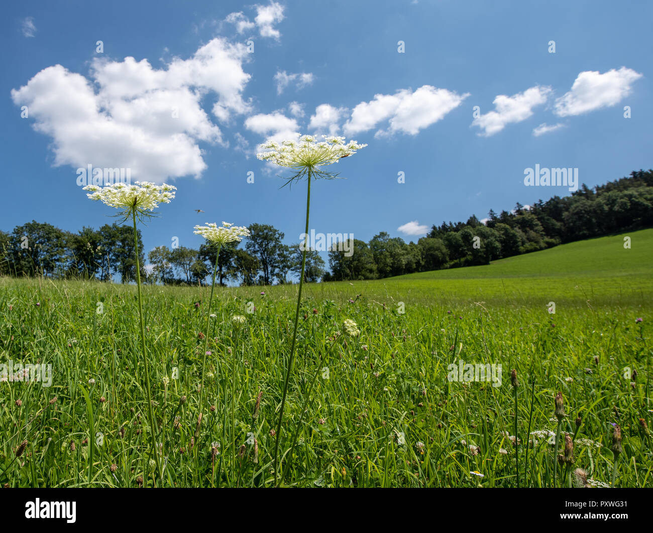 Color outdoor nature close up of two green white wild carrot / daucus carota flowers,natural blurred hilly landscape background on a sunny summer day Stock Photo