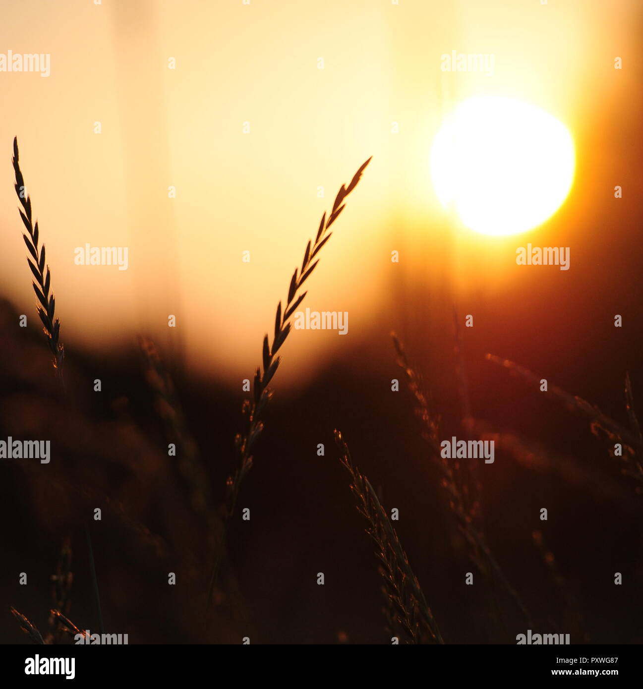 Gräser im Gegenlicht, Sonnenuntergang Stock Photo