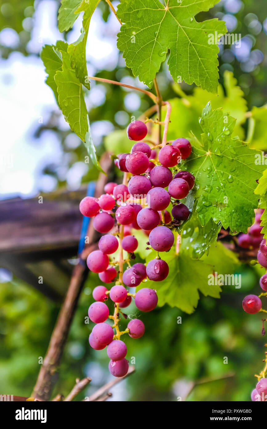 Grapes growing on vine Stock Photo Alamy