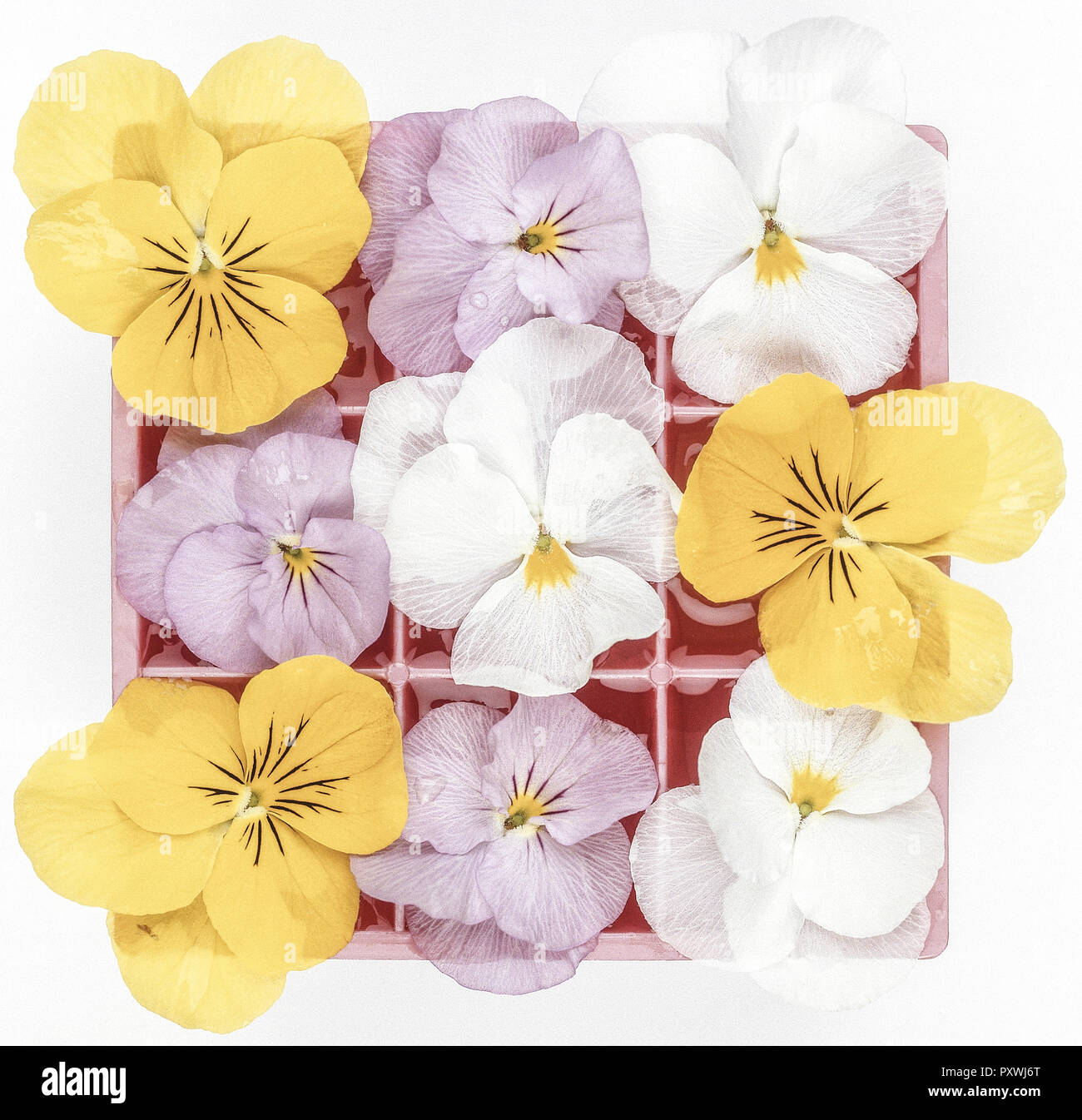 Bunte Blueten in Kaestchenschale Stock Photo