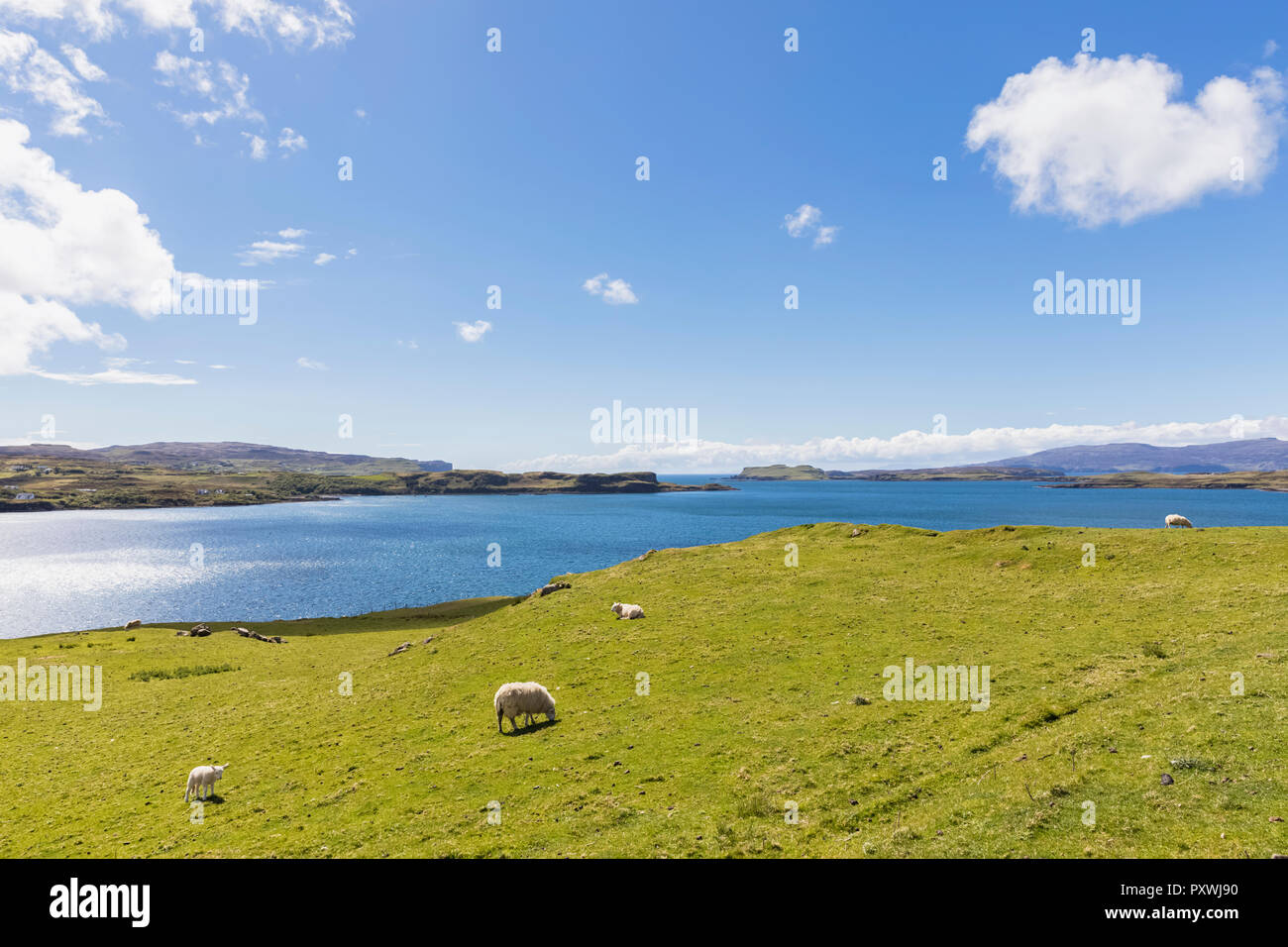 UK, Scotland, Inner Hebrides, Isle of Skye, Loch Harport, sheep on pasture Stock Photo