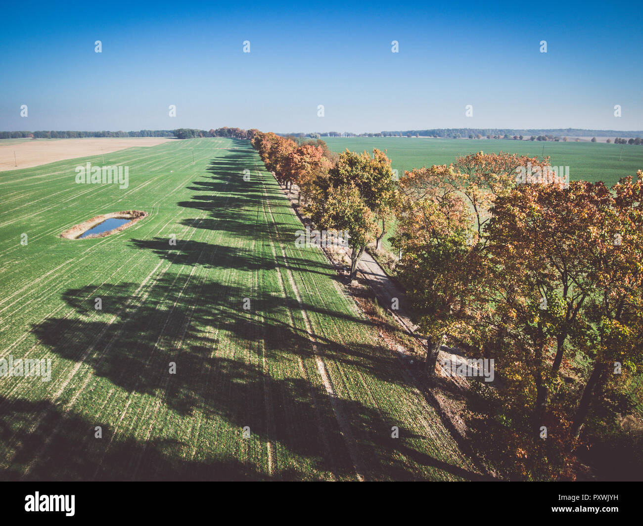Alley of autumn trees among green fields in countryside Stock Photo - Alamy