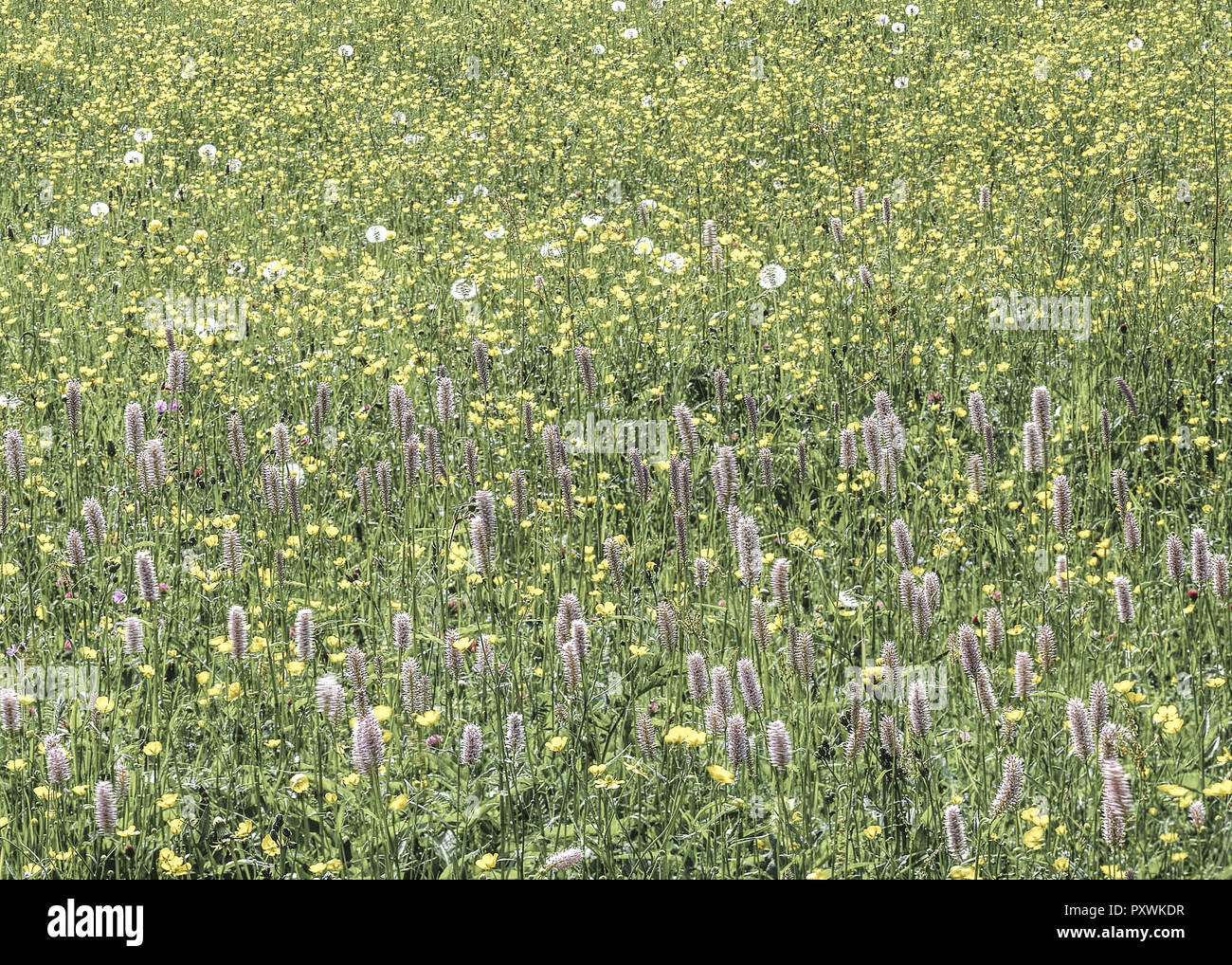 Bluehende Blumenwiese Stock Photo