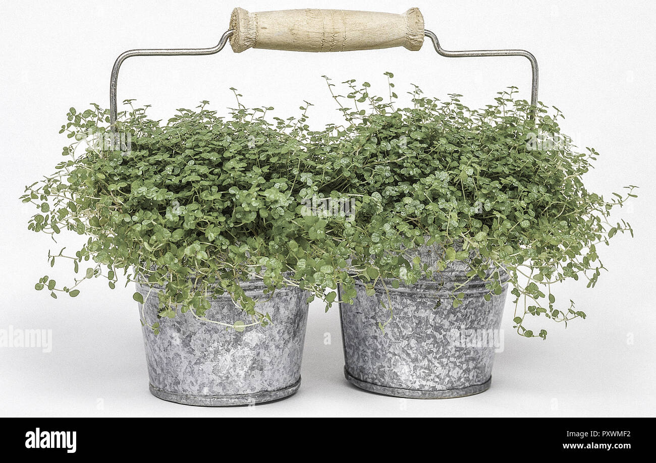 Zwei Bubikopf-Pflanzen in kleinen Blechtoepfen Stock Photo - Alamy