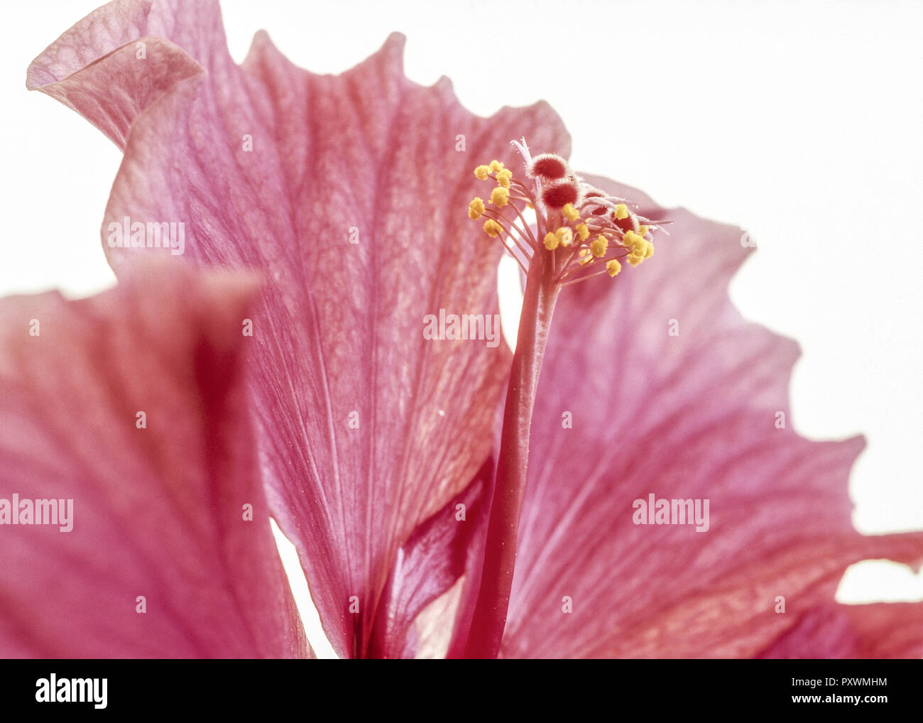 Rote Bluete, Detail Stock Photo