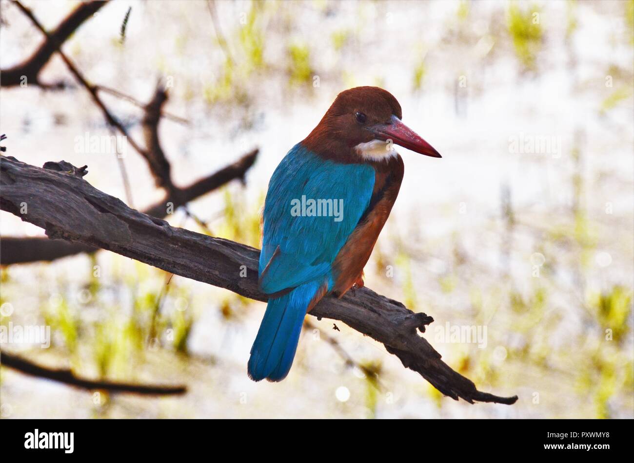 This WhiteThroated Kingfisher was pretty bold and posed for the camera