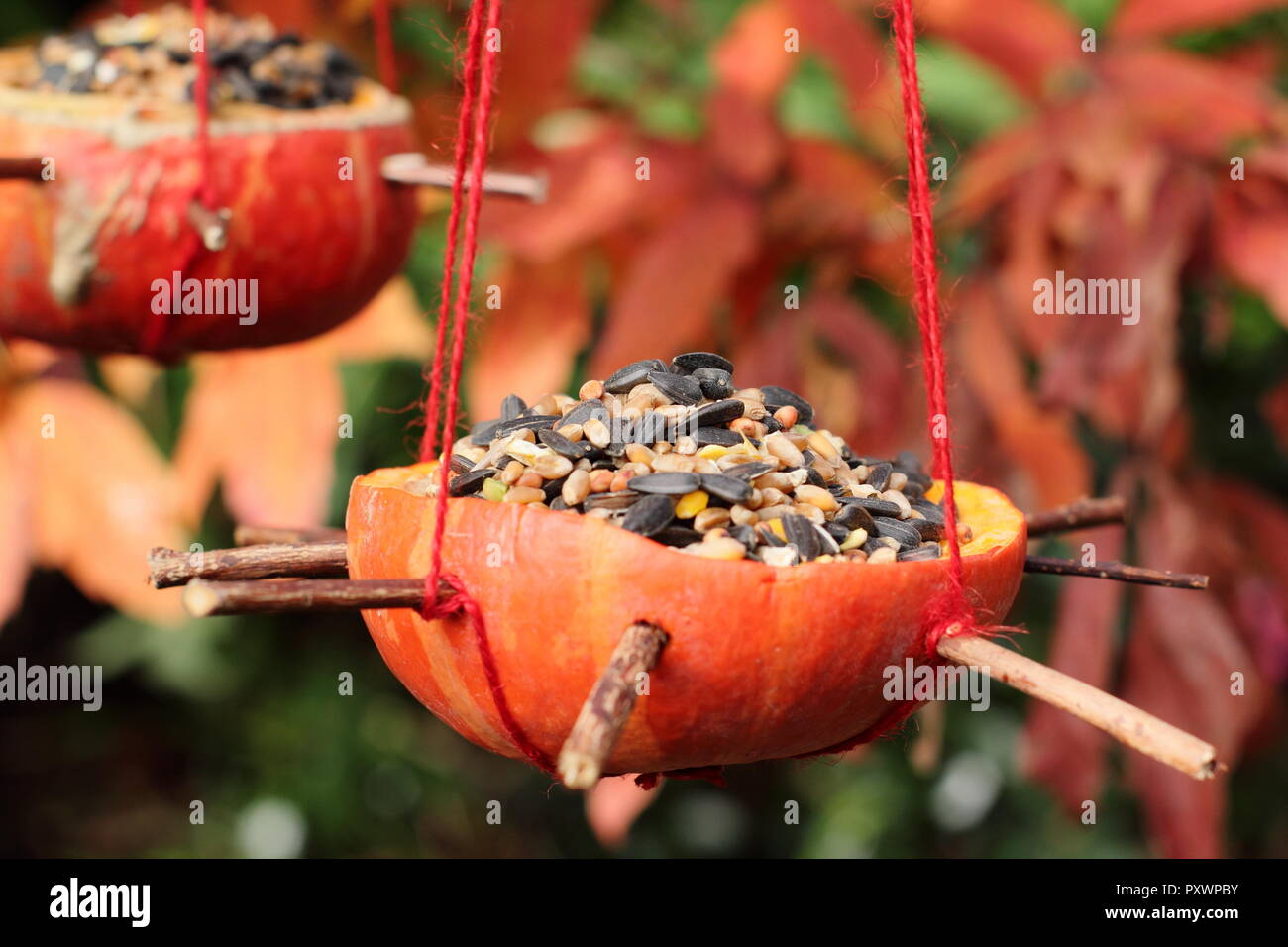 Home made pumpkin bird feeders.  Left over pumpkins filled with seeds for garden birds in autumn, UK Stock Photo
