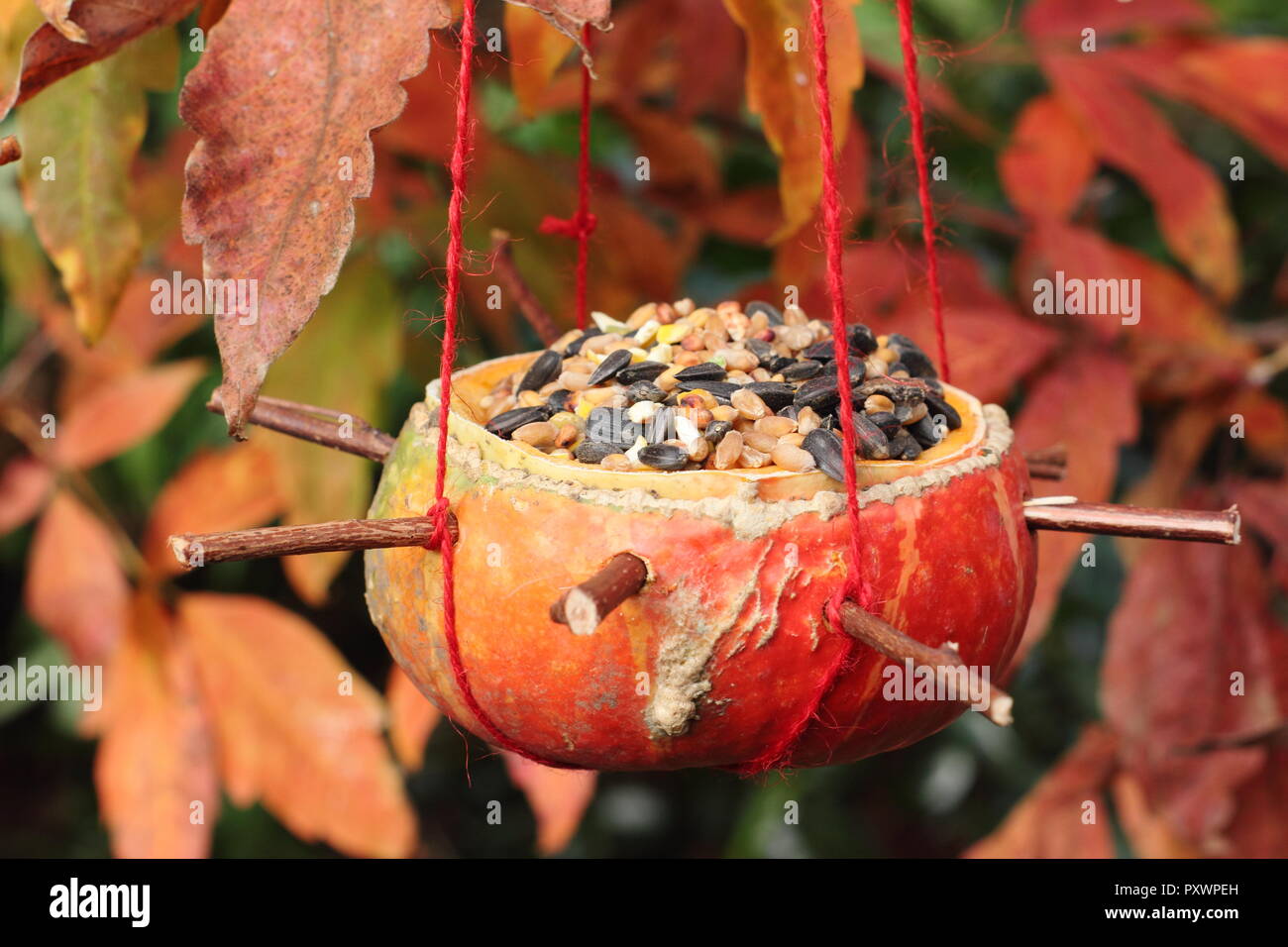 Home Made Pumpkin Bird Feeders Left Over Pumpkins Filled With