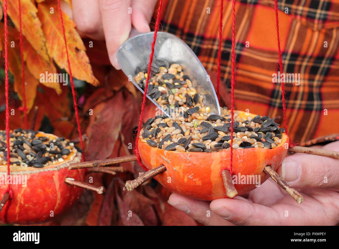 Home made pumpkin bird feeders.  Pumpkins being filled with seeds for garden birds in autumn, UK Stock Photo