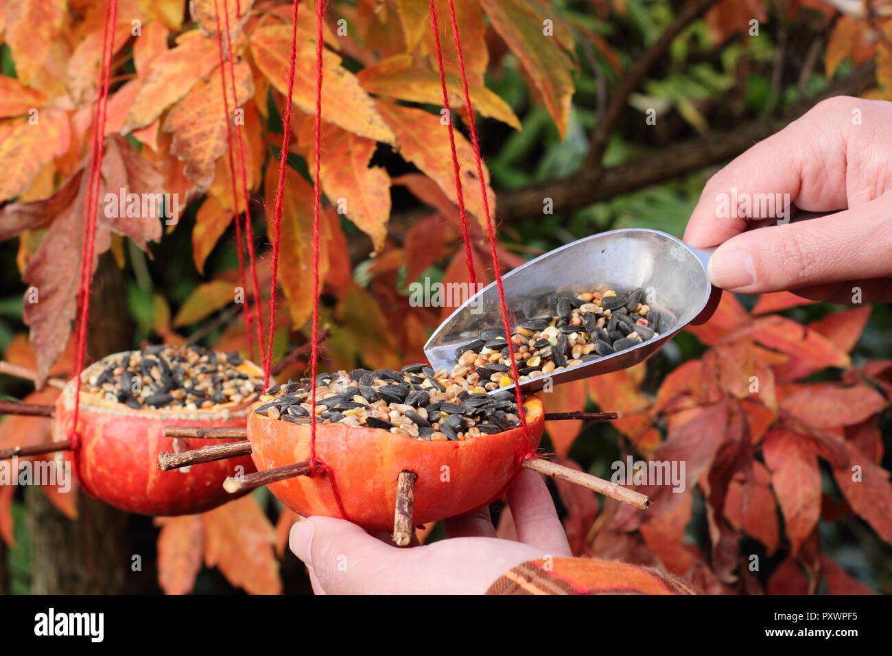 Home made pumpkin bird feeders.  Pumpkins being filled with seeds for garden birds in autumn, UK Stock Photo