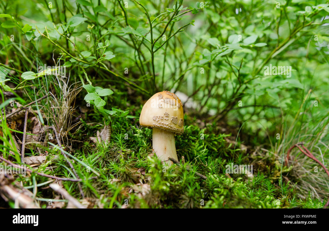 Small mushroom in the forest - European funghi scene Stock Photo