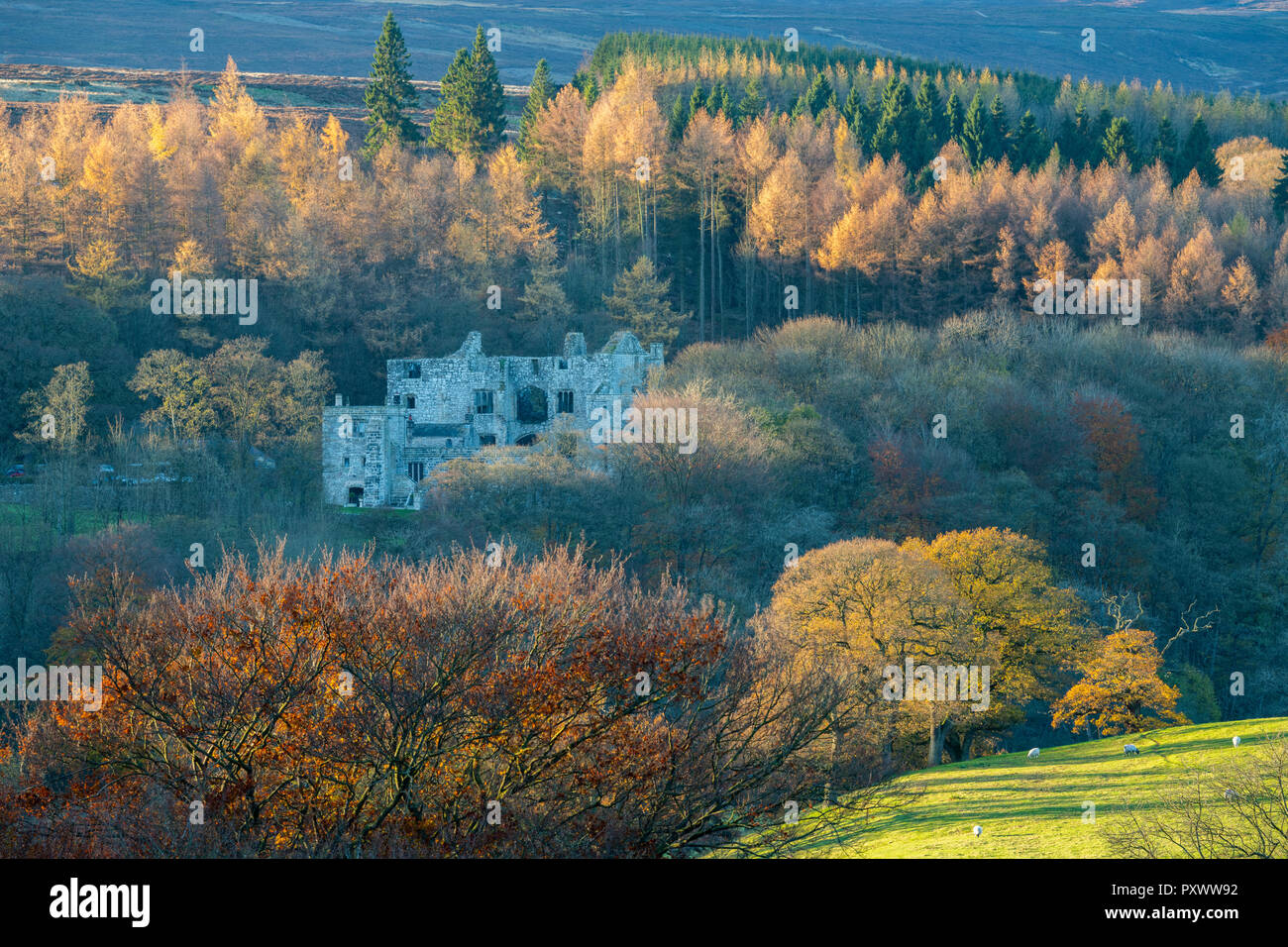 Autumn view of Barden Tower, historic ancient ruins by dense woodland trees with colourful foliage - Bolton Abbey Estate, Yorkshire Dales, England, UK Stock Photo