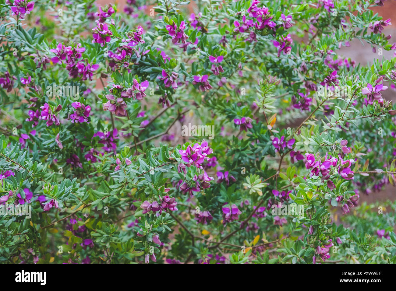 Purple flowers with white pollen and small green leaves. Stock Photo