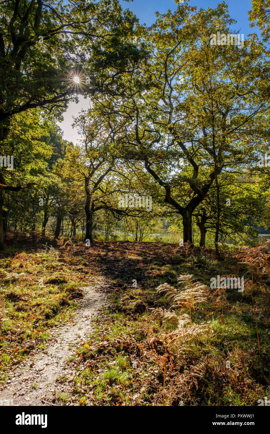CANOP PONDS FOREST OF DEAN IN EARLY AUTUMN Stock Photo