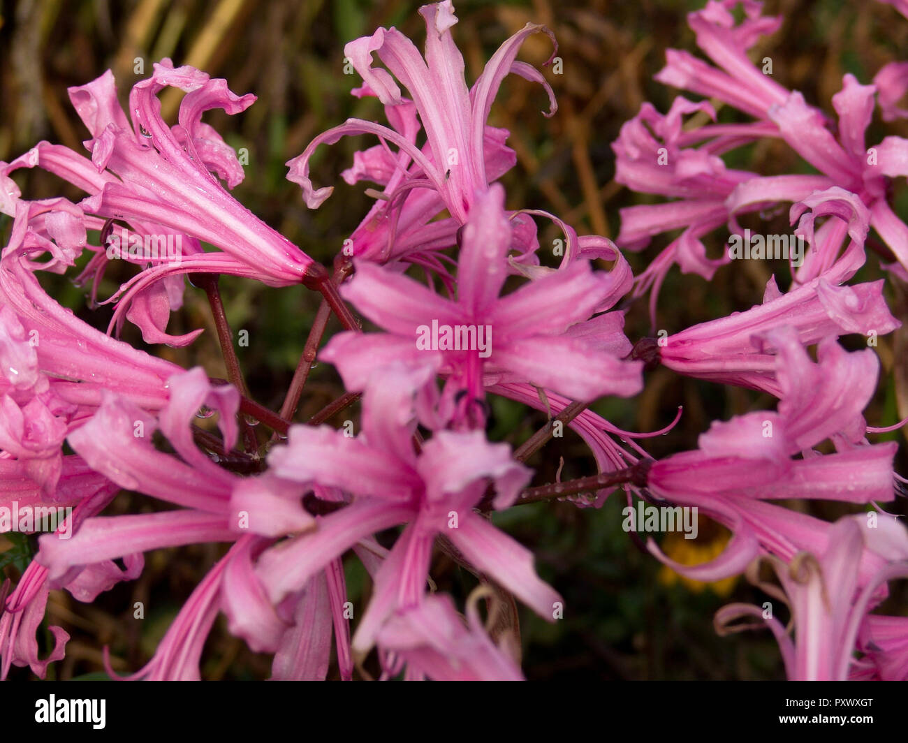 A close up shot of pink lilies outside, striped with white and all open, with rain drops on the flowers. Stock Photo