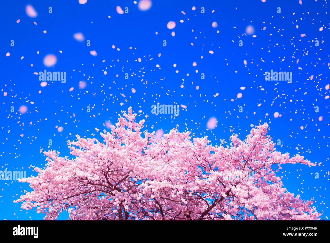 Cherry blossoms in the wind hi-res stock photography and images - Alamy