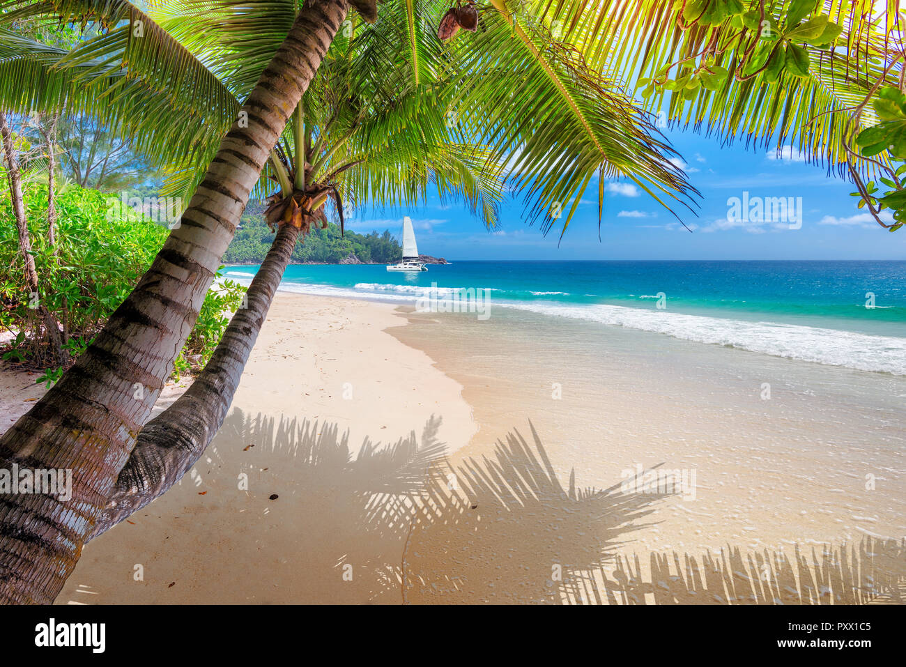 Sandy beach with palm and a sailing boat in the sea on Jamaica island. Stock Photo