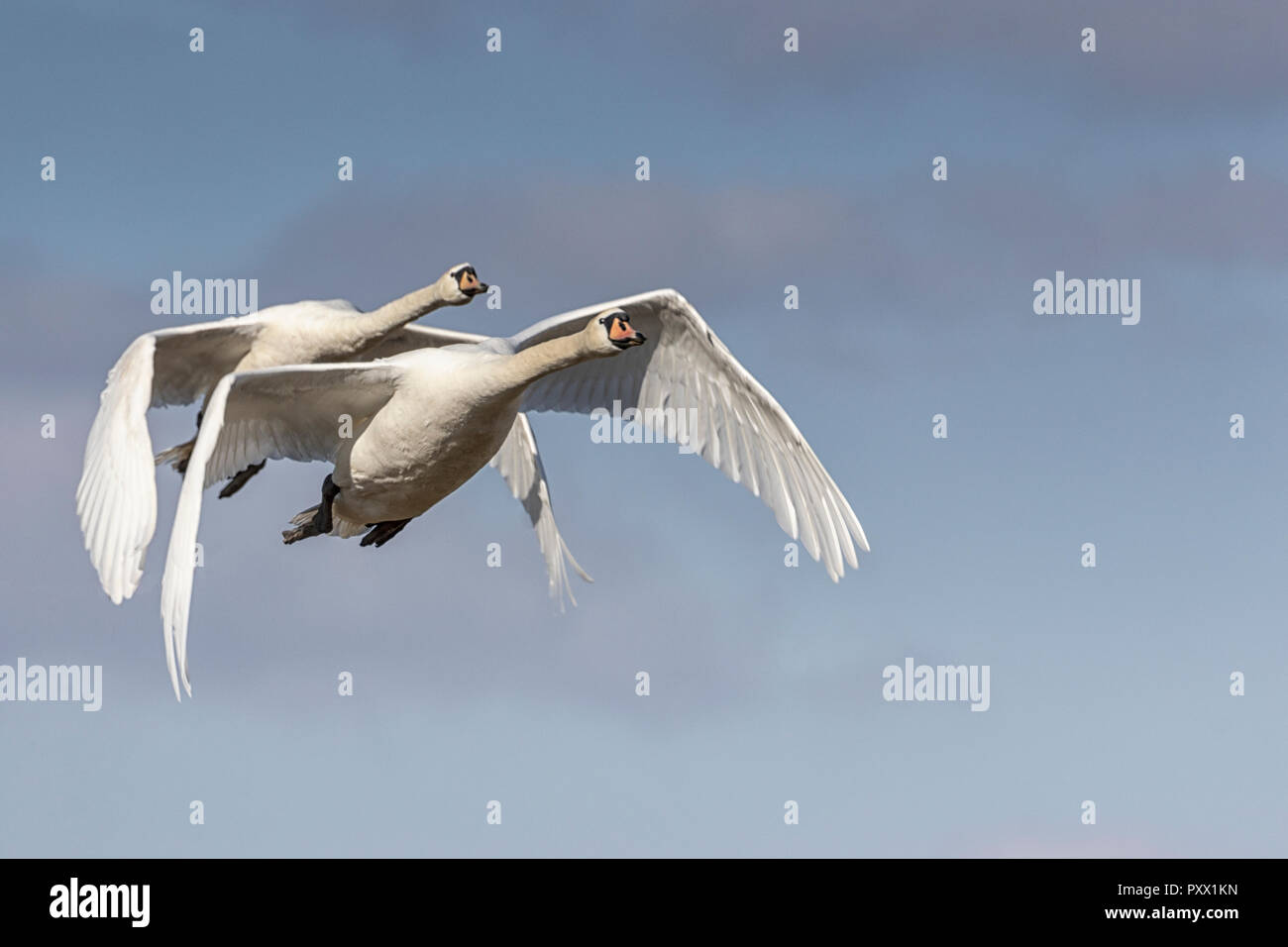 Mute Swans in flight Stock Photo Alamy