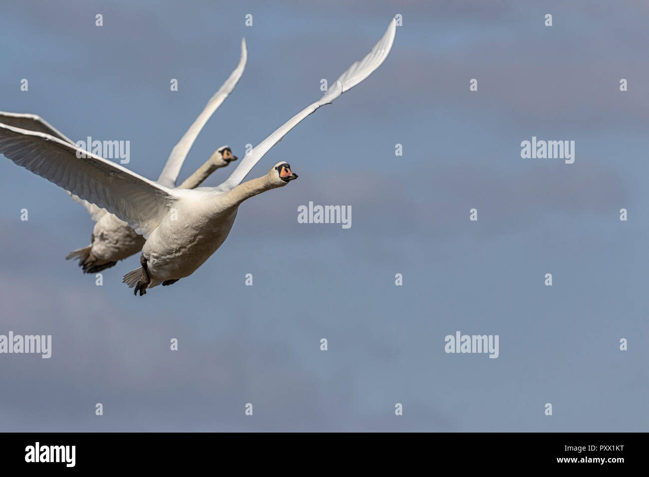 Mute Swans in flight Stock Photo Alamy