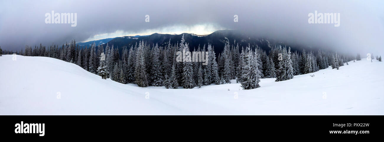 Winter mountain landscape with snow covered pine trees and low clouds ...