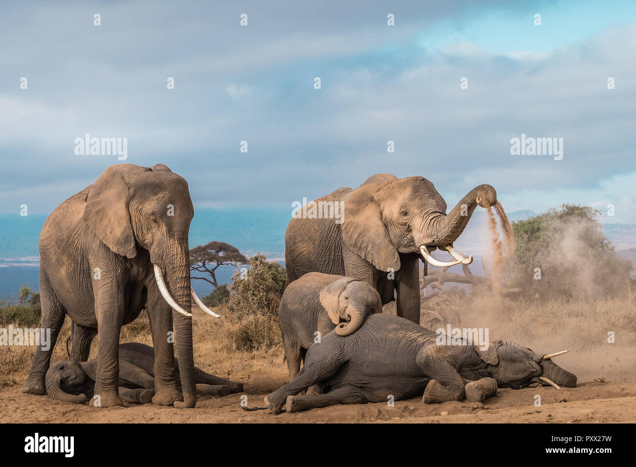 This image of Elephant's family is taken at Amboseli in Kenya. Stock Photo