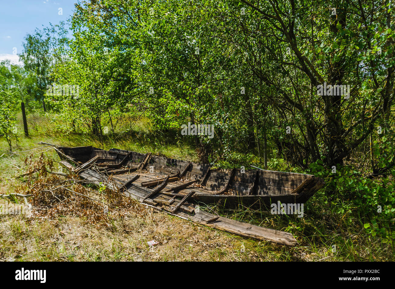 Abandoned Ship Forest
