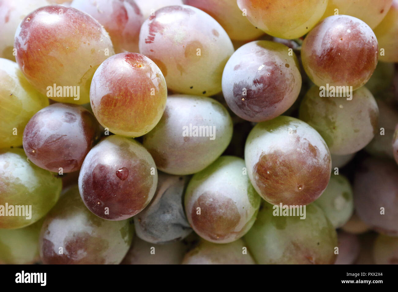 A close view of some red and green grapes still on its stalk and partially covered with the typical pruinescence Stock Photo