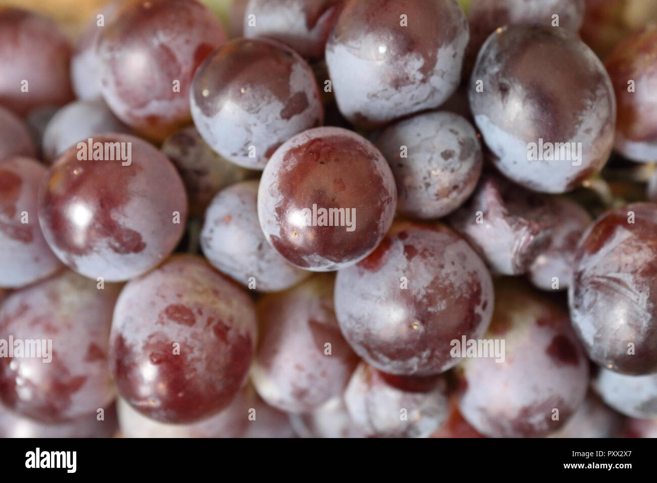 A close view of some red grapes still on its stalk and partially covered with the typical pruinescence Stock Photo