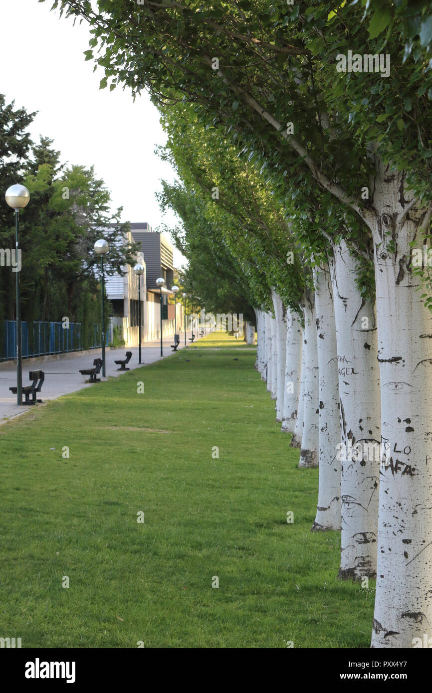 A green lawn with a street with benches and lampposts on the left, and a series of lined up white birches on the right, in La Chimenea,Zaragoza,Spain Stock Photo