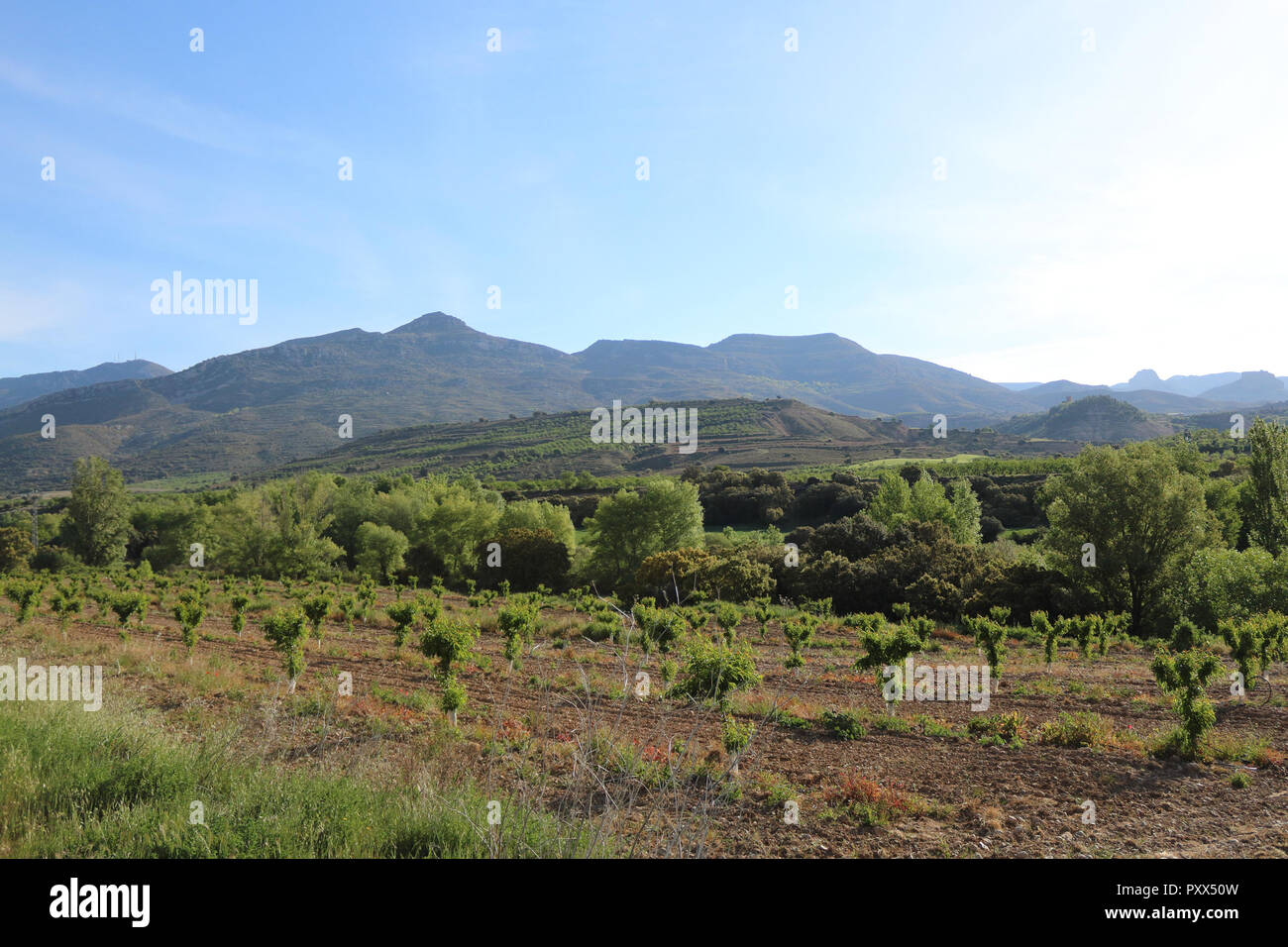 Fruit Trees In An Orchard Lined Up On A Tilled Brown Field With As Background Pre Pyrenees 