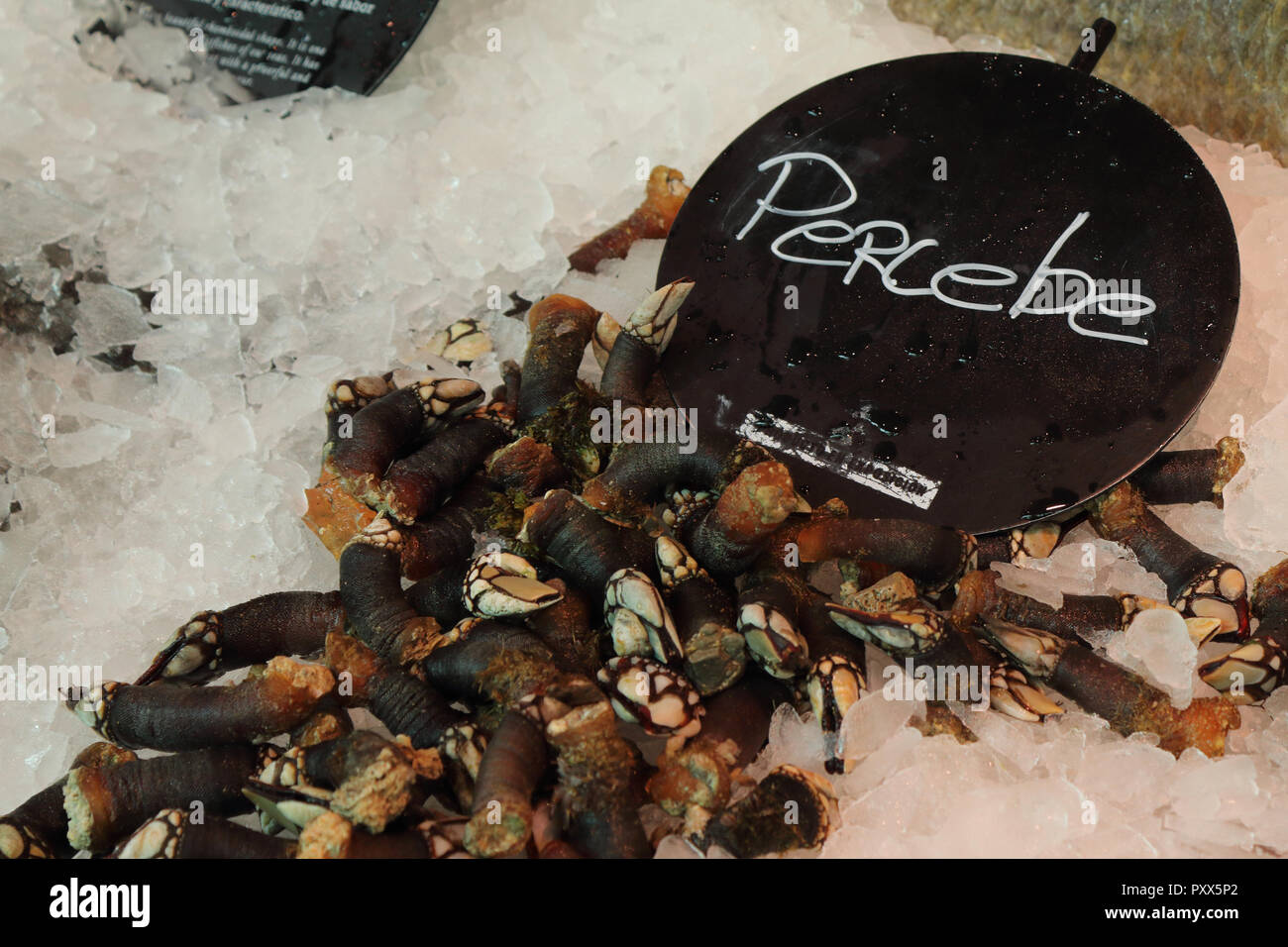 Some goose neck barnacles (Pollicipes pollicipes) on fine ice with a