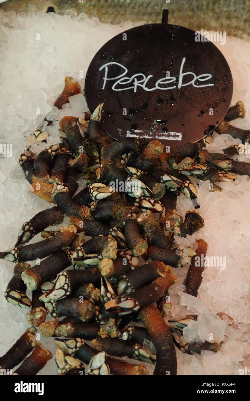 Many goose barnacles hires stock photography and images Alamy